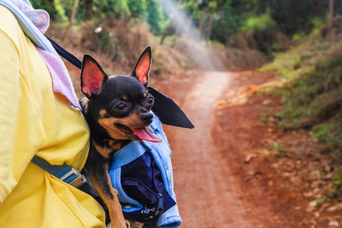 Carrier Talk: Make Your Pooch Comfortable